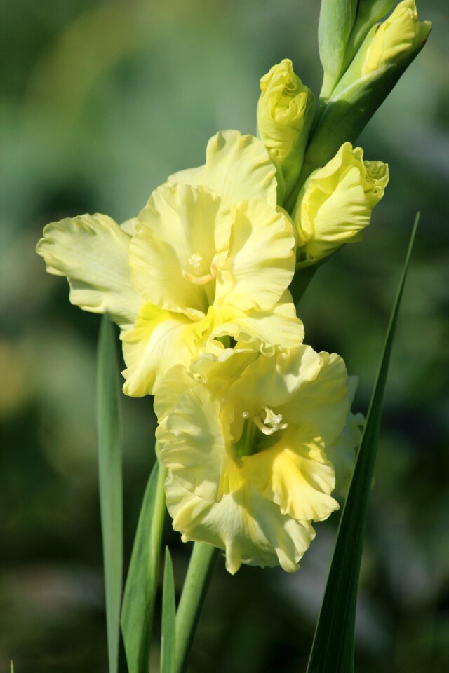 Nature garden flowers plant