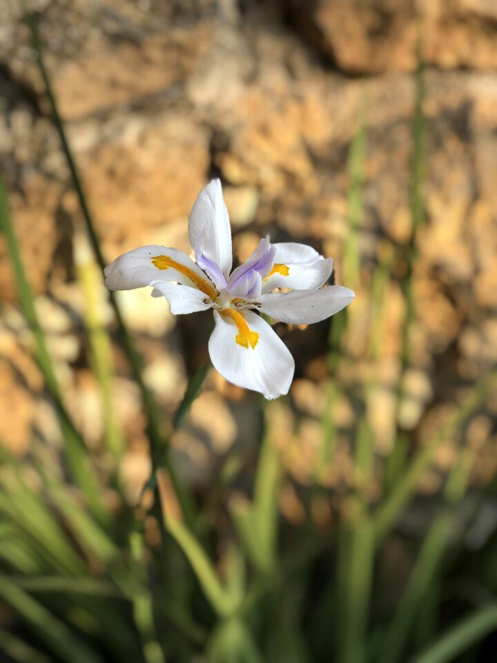 Flora garden petals