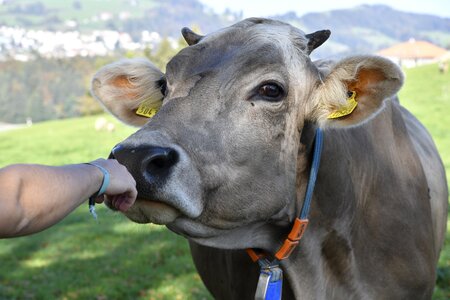 Cow love for animals contact photo