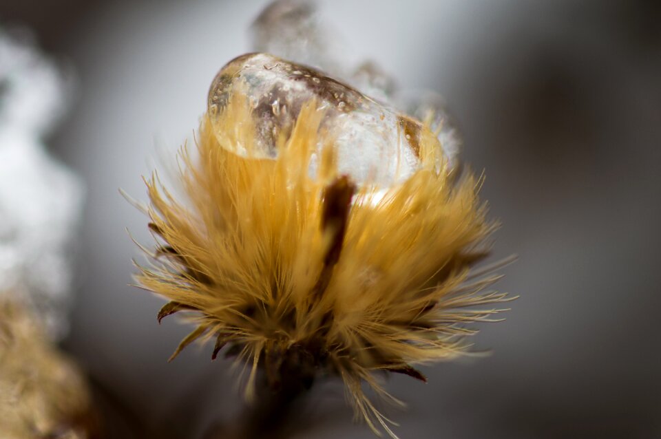 Ice drip close up