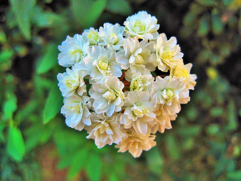 Dainty mayflower bush