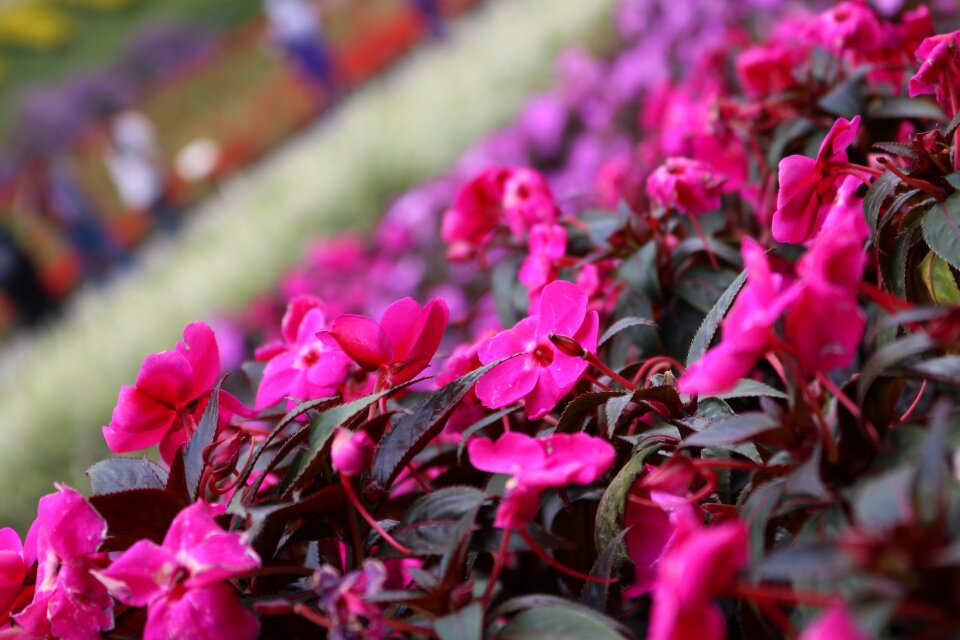 Nature tour plant