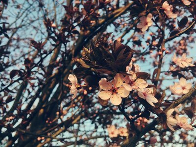 Cherry garden natural