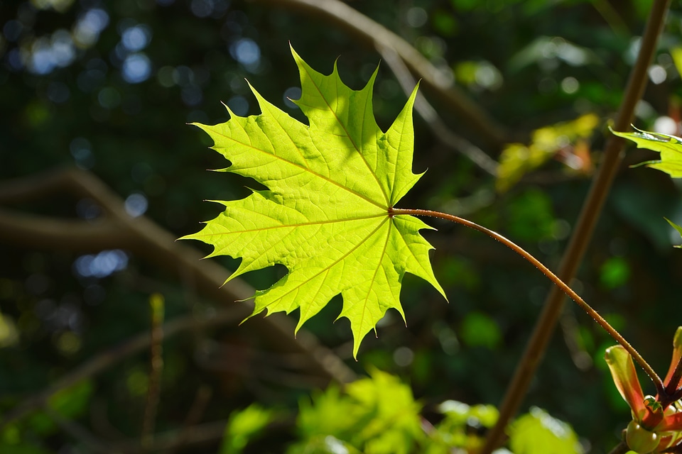 Backlighting shining light green