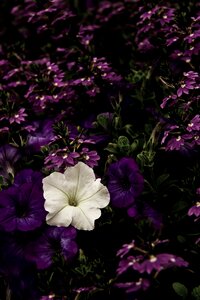 White alone flowers photo