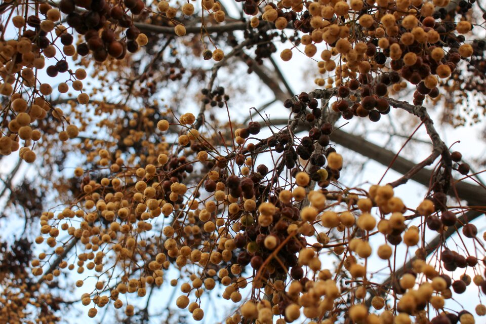 Green natural brown