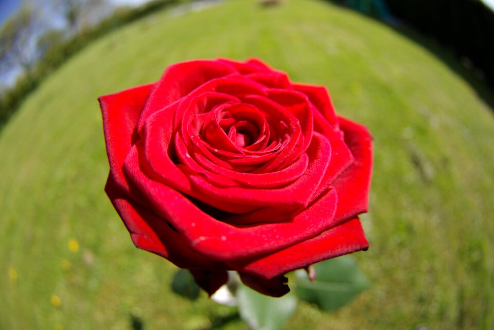 Roses plants romance