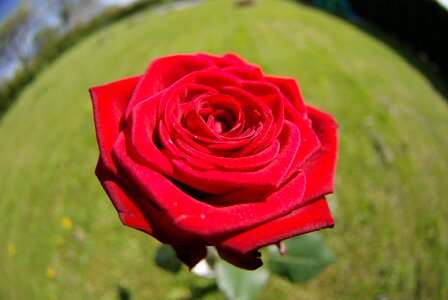 Roses plants romance