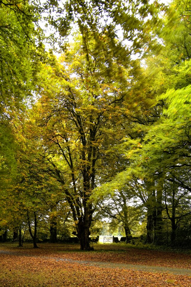 Wall nature wood