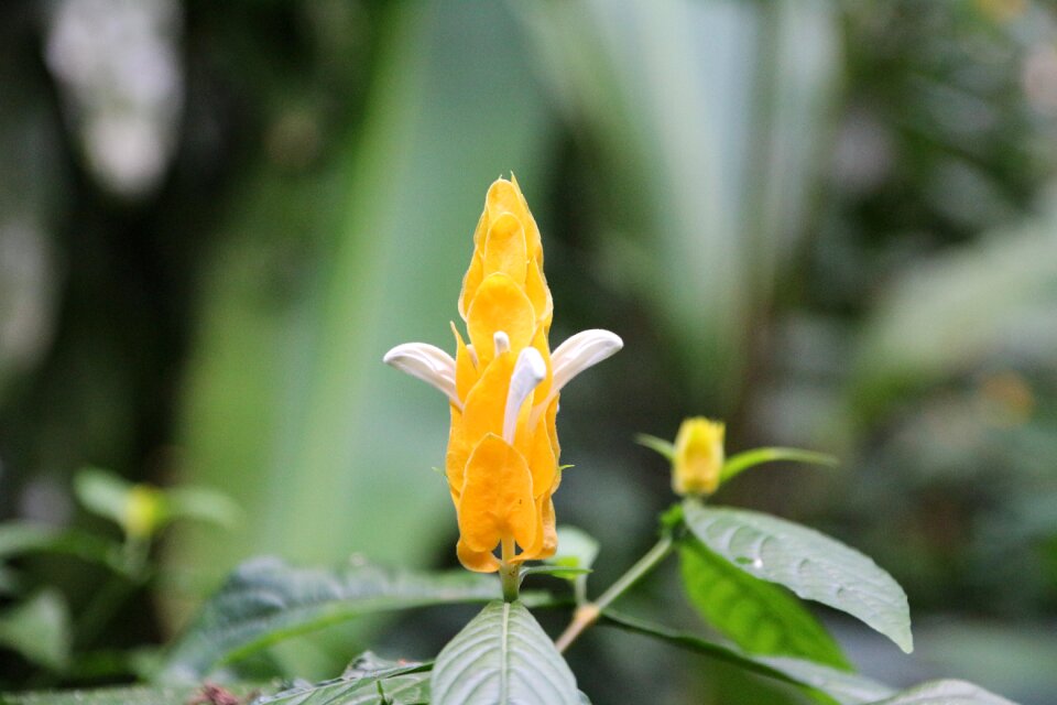 Flower tropical jungle