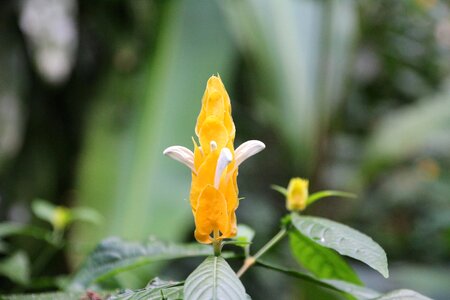 Flower tropical jungle