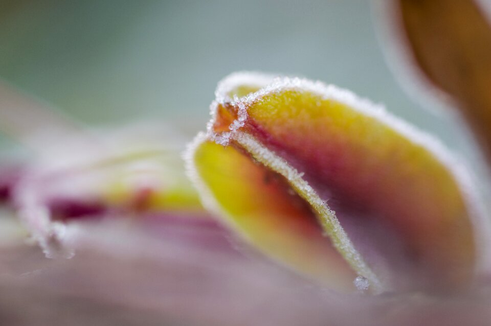 Nature photography photography macro