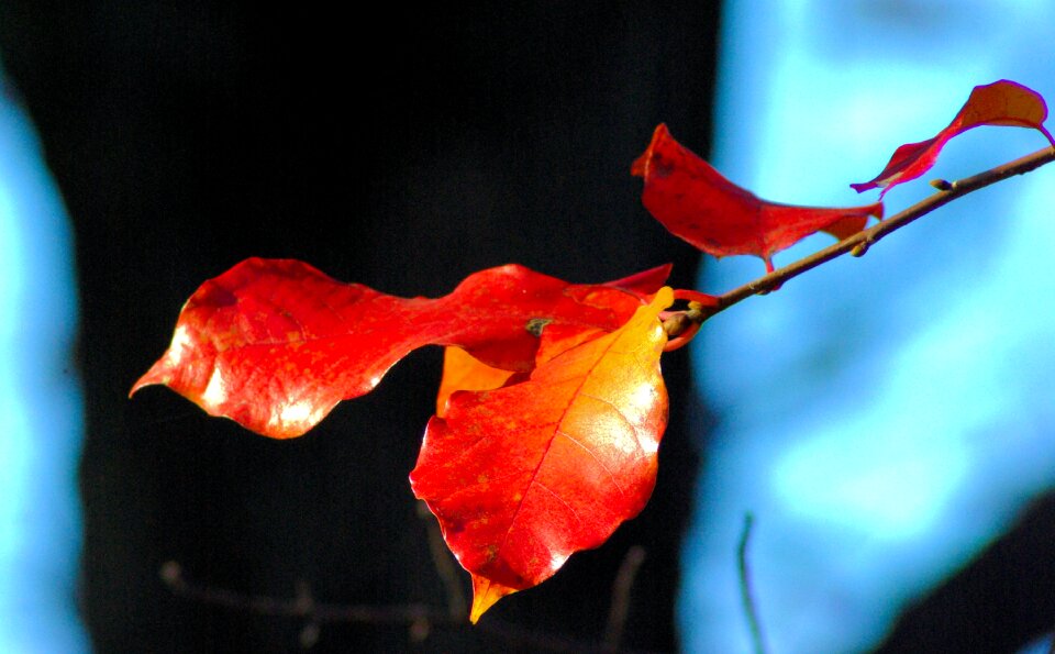 Fall tree colorful