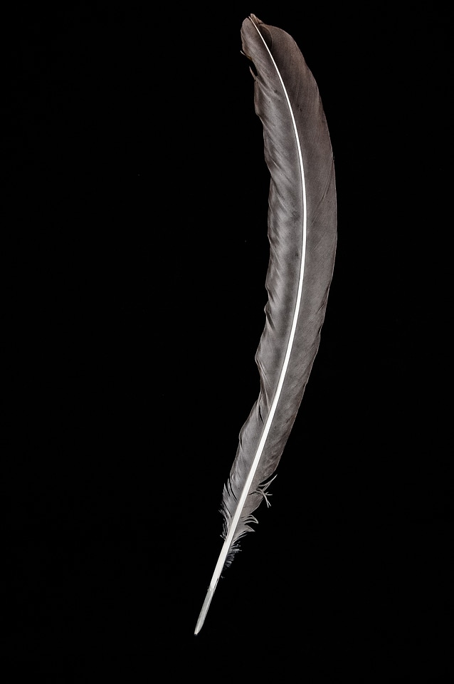 Writing bird fly