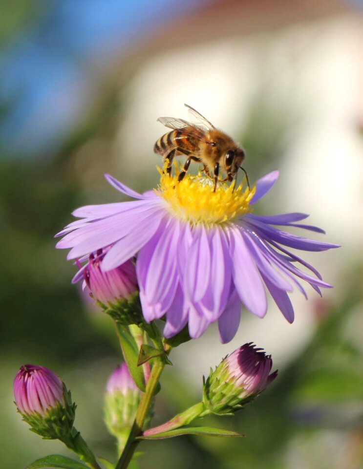 Insect butterfly flower photo