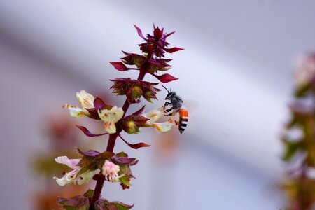 Drinking nectar
