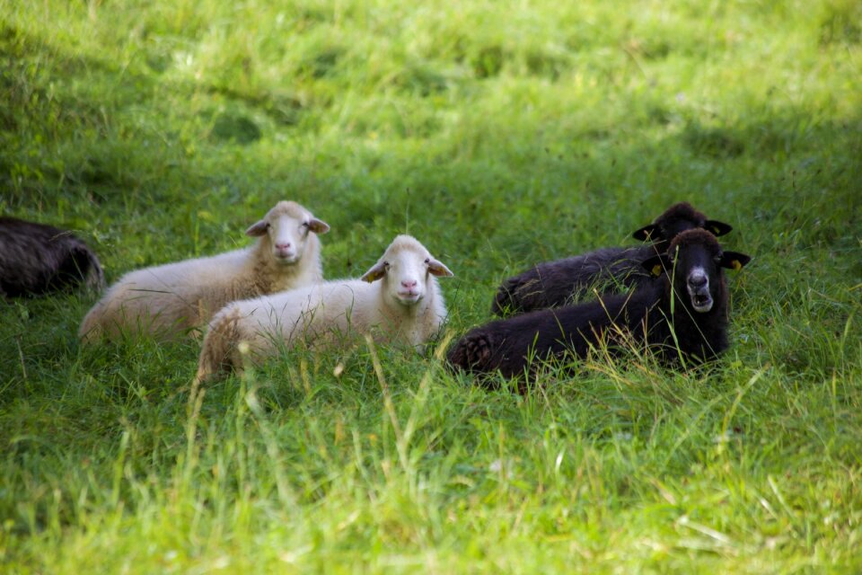In the green nature animals