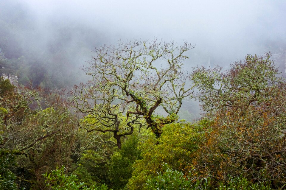 Fog nature atmosphere