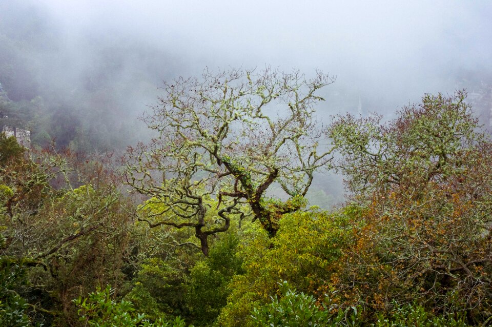 Fog nature atmosphere photo