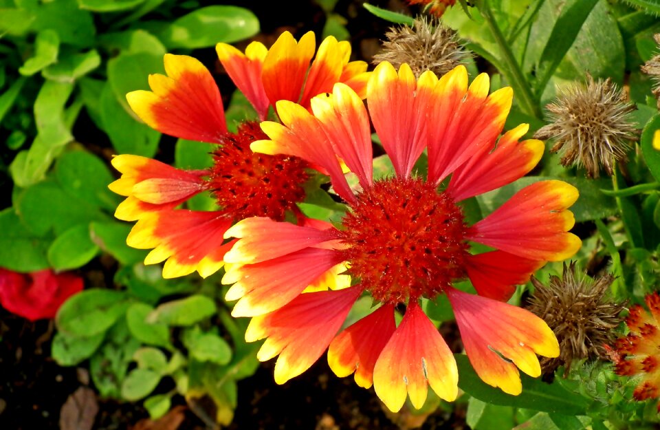 The petals garden nature