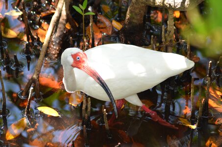 Florida wildlife swamp reflection