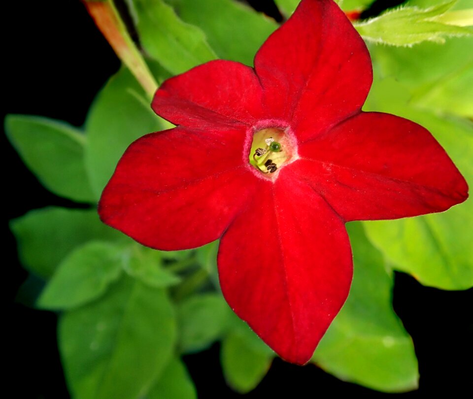 Plant garden nature