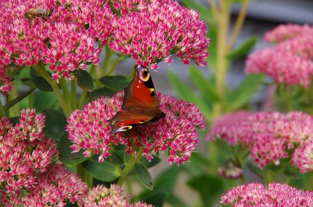 Peacock butterfly flower photo