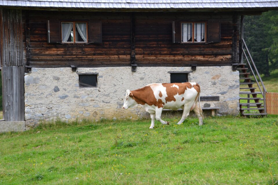 Beef nature agriculture