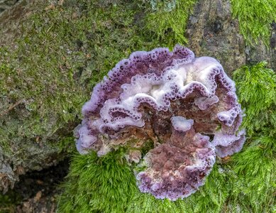 Purple mushroom liquid