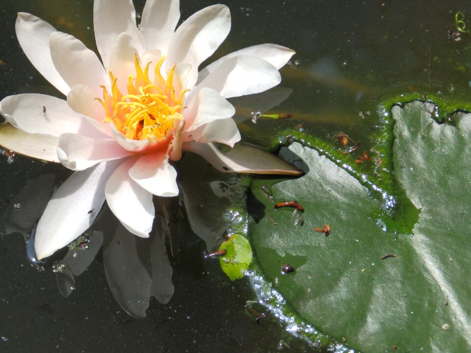 Water pond nature