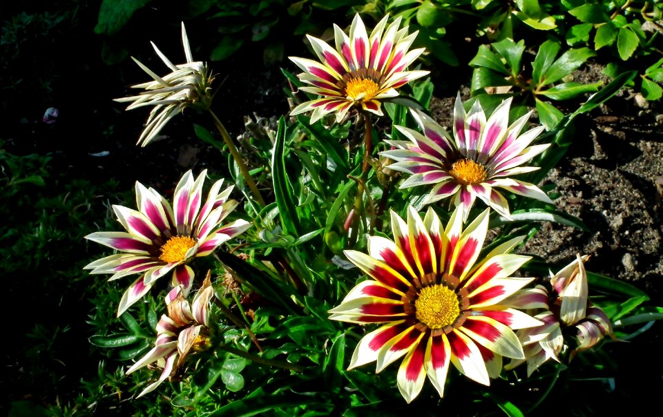 Nature summer the petals