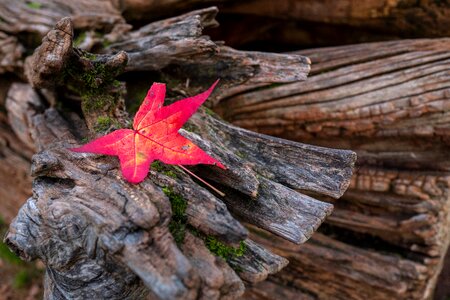 Leaves red nature photo