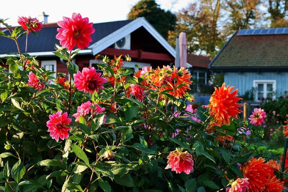 Autumn autumn garden blossom