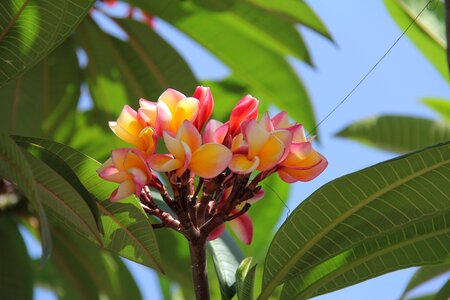 Burma flower photo
