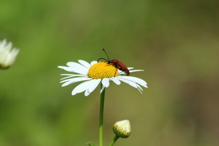 Red beetle nature flower
