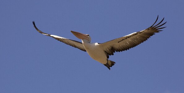 Australia wildlife wing