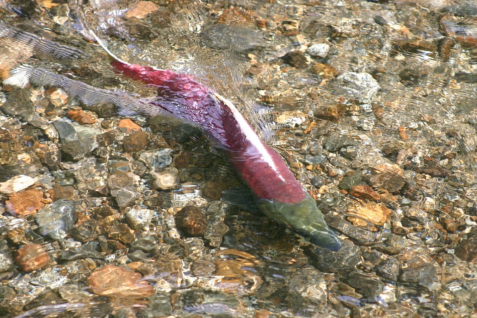 Migration swimming seafood