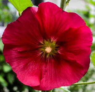 Bloom red sprout