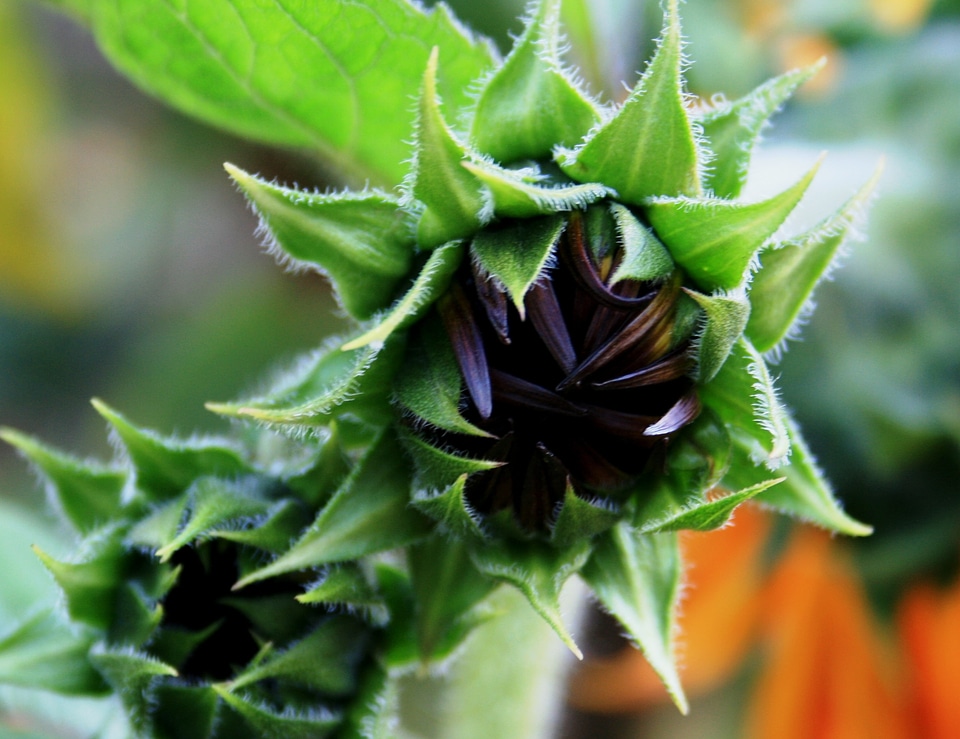 Budding green leaves soft photo