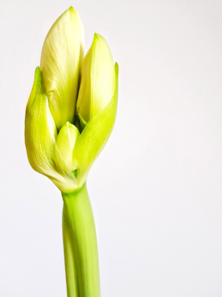 Bulbous indoor bloom