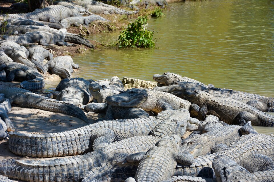 Predator nature wildlife