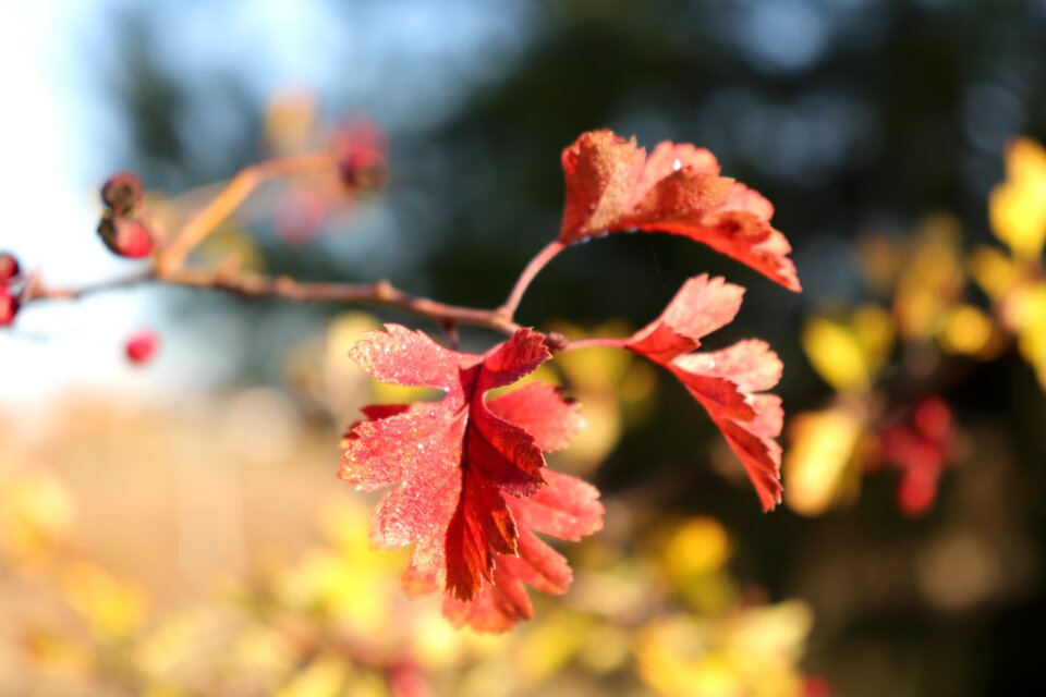 September colorful vibrant