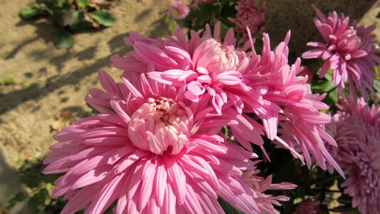 Flower dahlia color