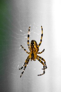 Web arachnid legs photo