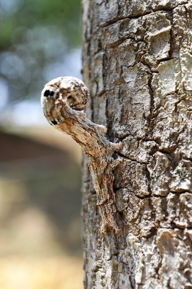 Shell tree lizard