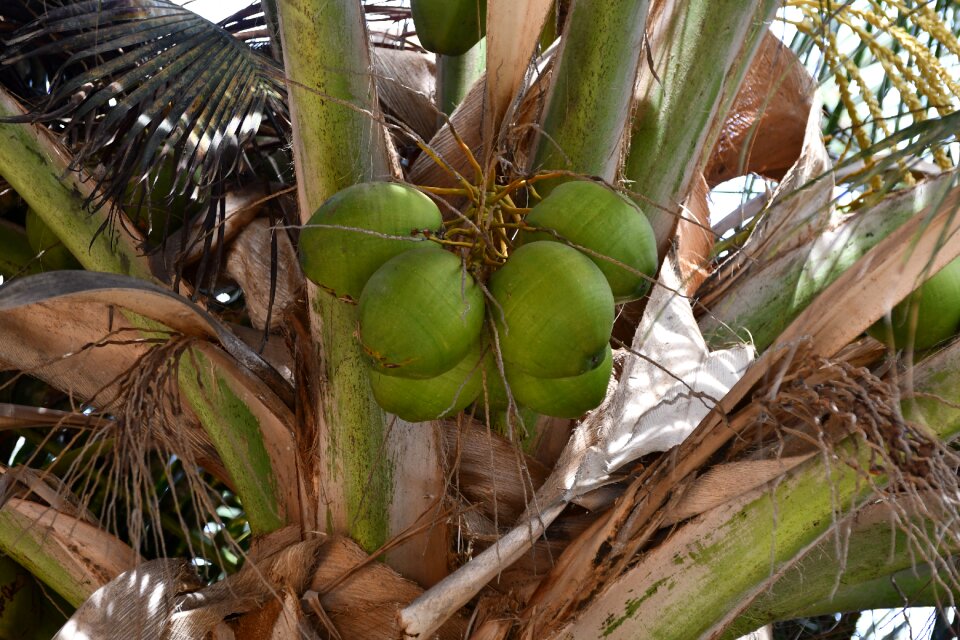 Palm coconuts cape verde