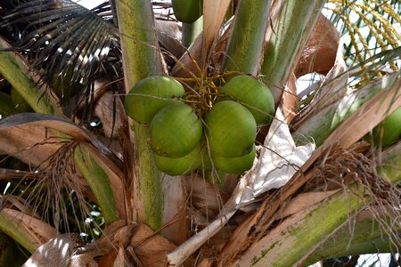 Palm coconuts cape verde photo
