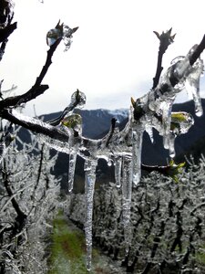 Frost winegrowing winter
