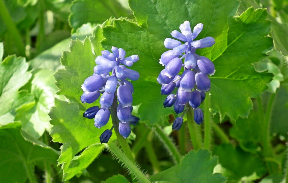 Blue garden inflorescence