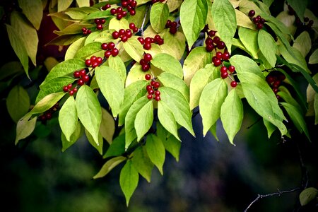 Colors nature forest photo